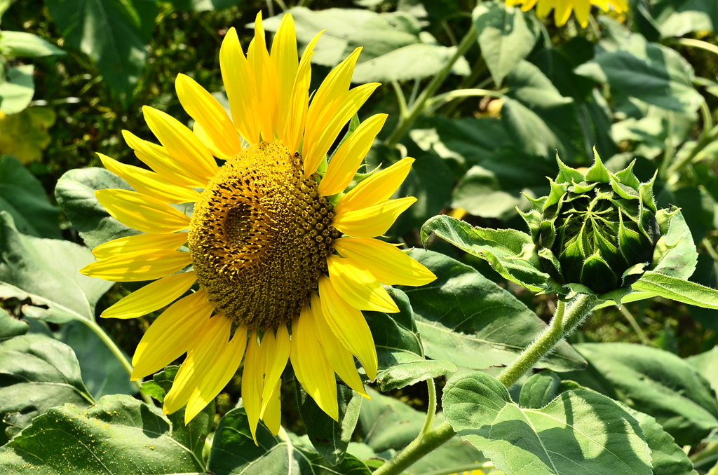 Sunflower And Bud