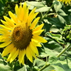 Sunflower And Bud