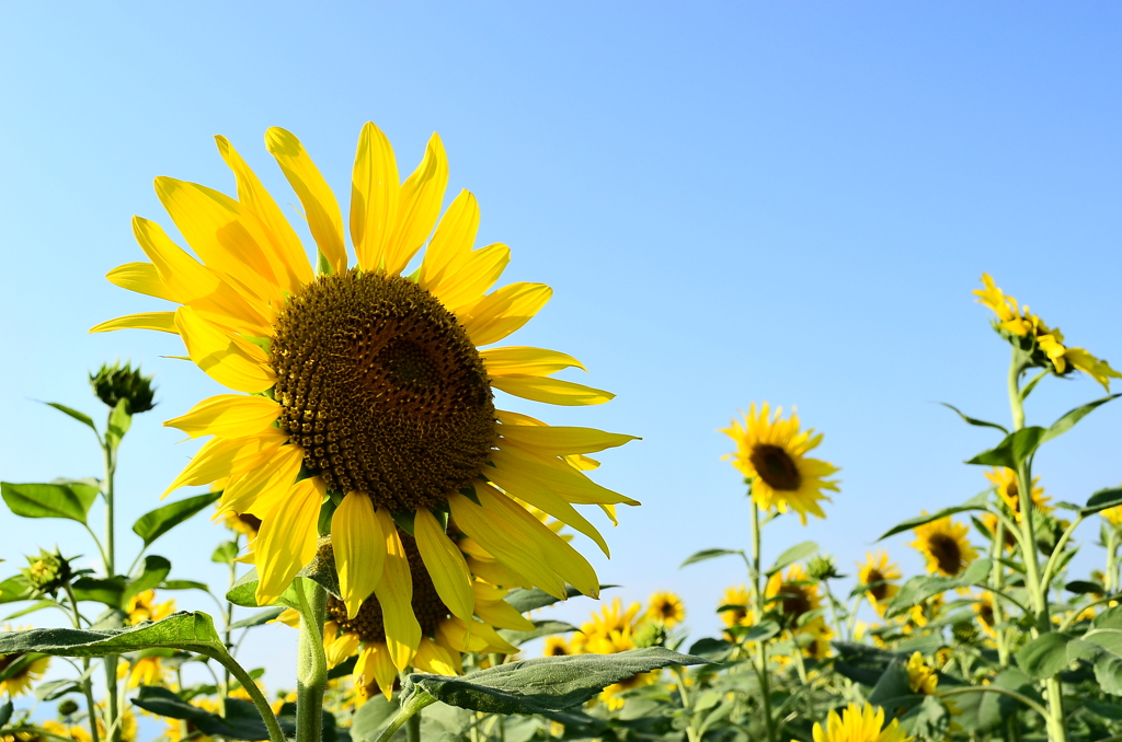 Sunflower