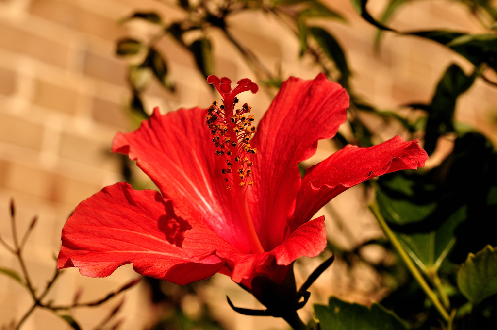 Hibiscus