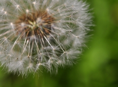 Dandelion