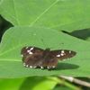 ダイミョウセセリ