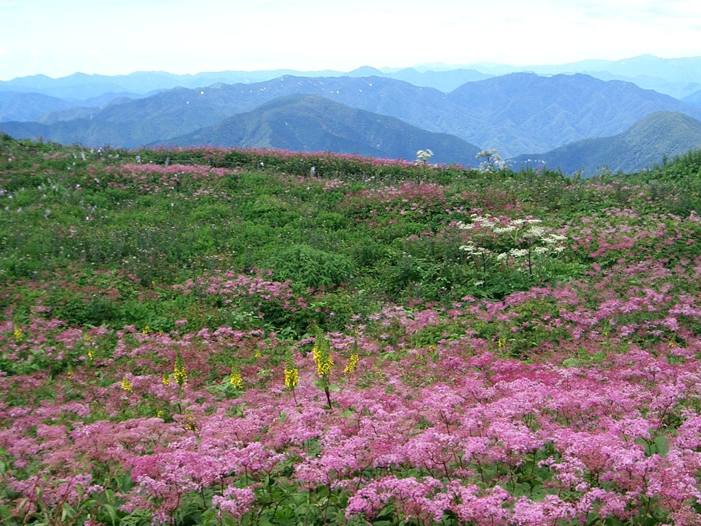 伊吹山のお花畑 By 関西聚 Id 写真共有サイト Photohito