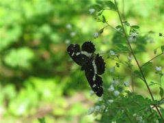 サカハチチョウ２