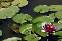 水上花