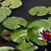 水上花