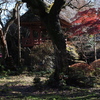 秋のお寺で (光丸山法輪寺)