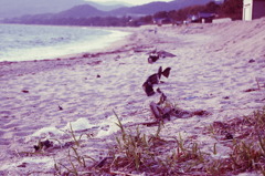 浜辺