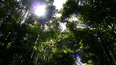 森の光