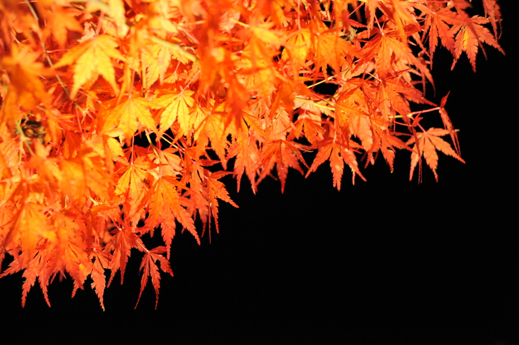 japanese red leaves