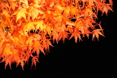 japanese red leaves