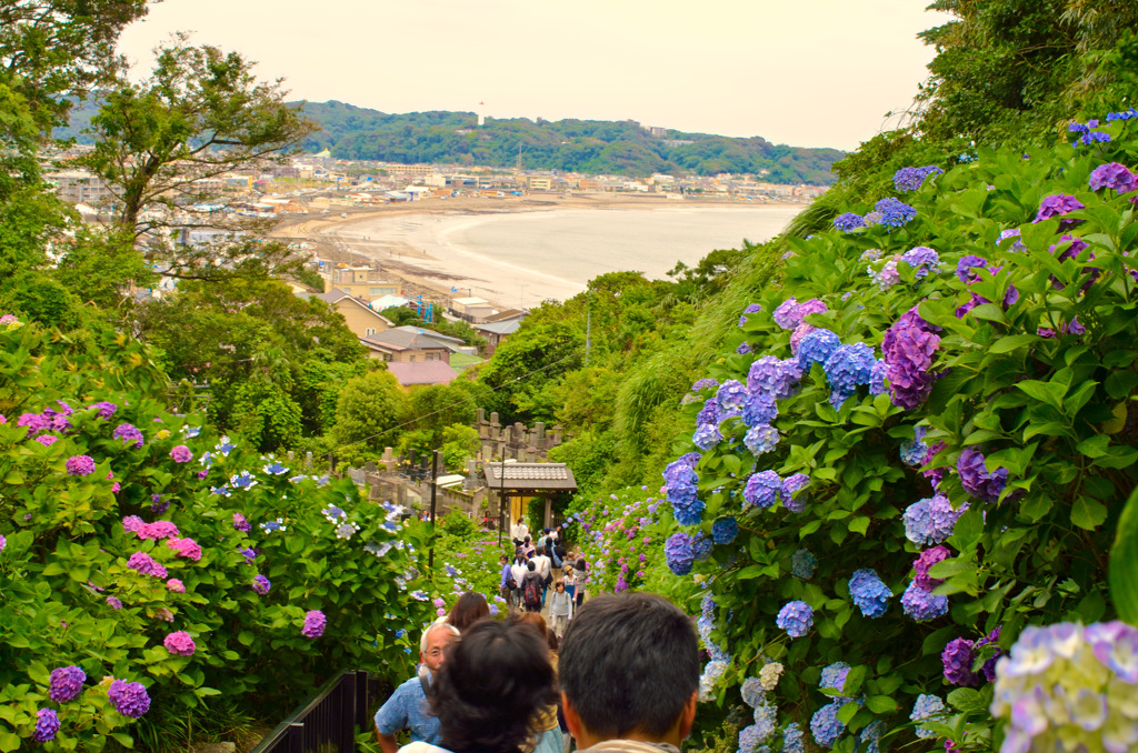 成就院の紫陽花