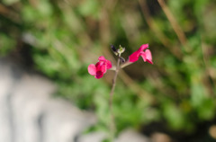 草花