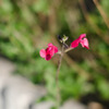 草花