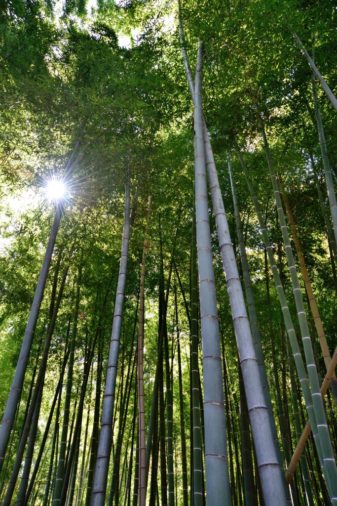 竹林に光