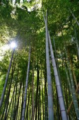 竹林に光