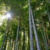 竹林に光