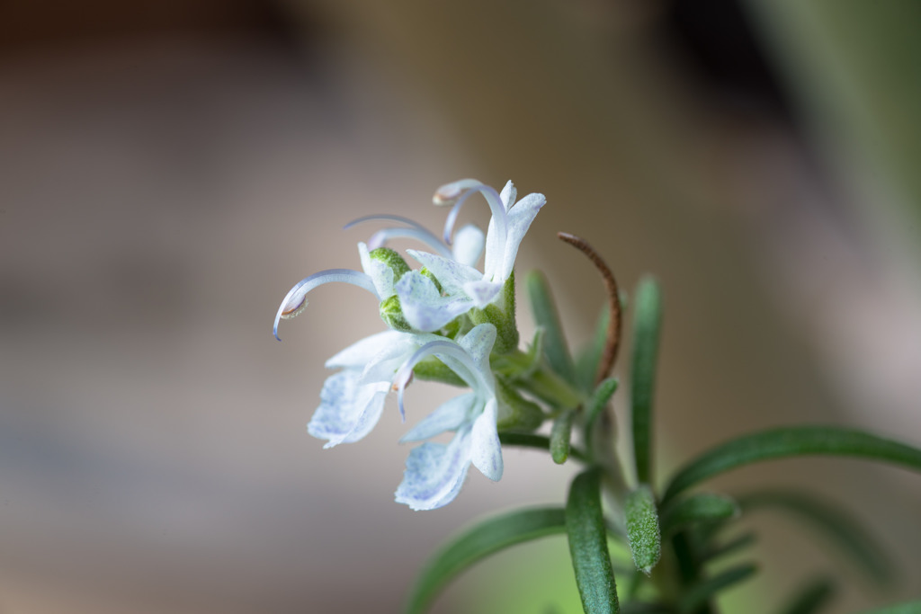 なんの花でしょうか？