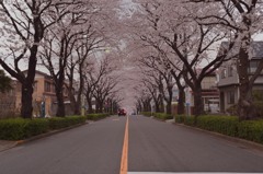 桜のトンネル