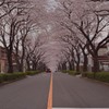 桜のトンネル