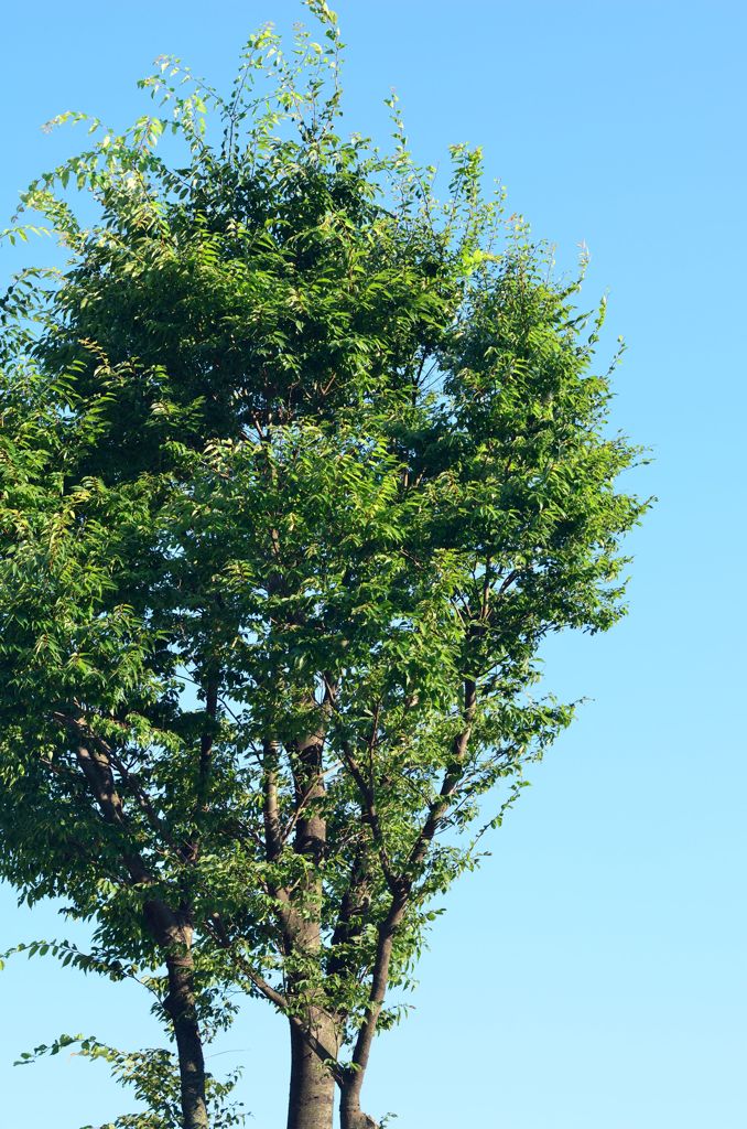 木と青空