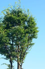 木と青空