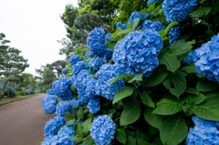 城ヶ島の紫陽花
