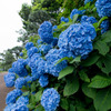城ヶ島の紫陽花