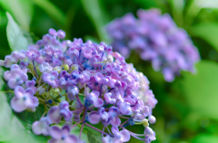 紫陽花
