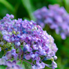 紫陽花