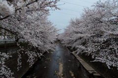 恩田川の桜