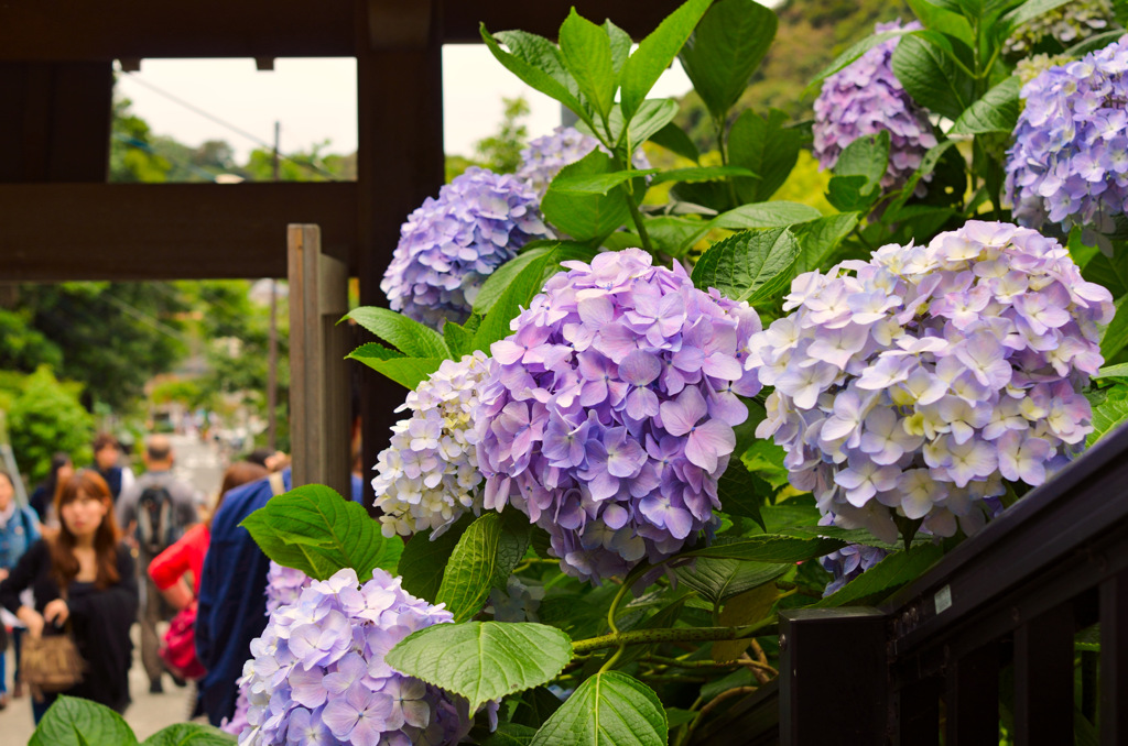 成就院の紫陽花