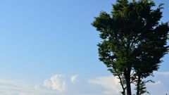 木と青空