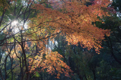 里の紅葉