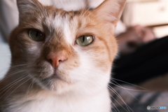 うちのオス猫