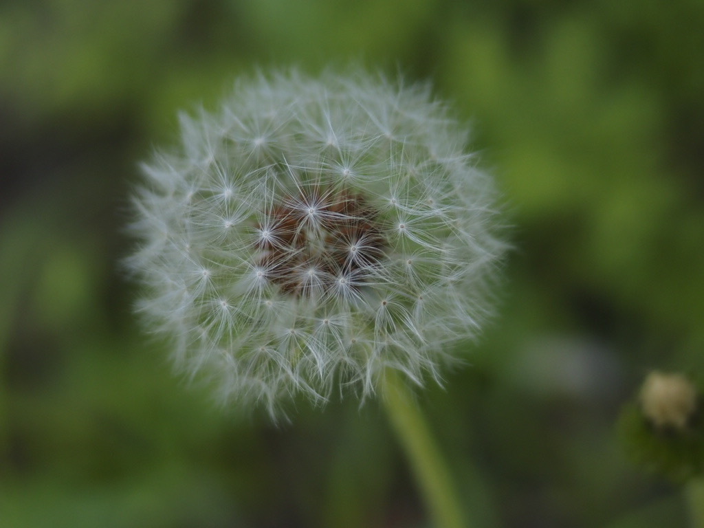 たくさんの花の集合体って知らなかった