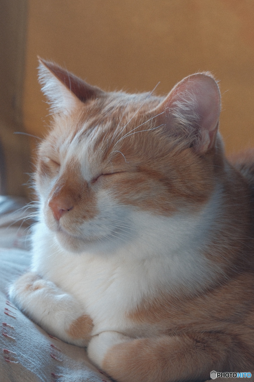我が家のオス猫