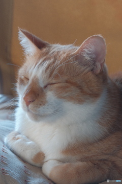 我が家のオス猫