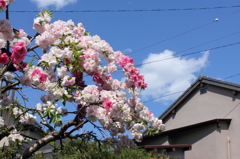 春がやってきた