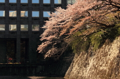 桜散る