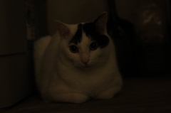 暗闇のニャム