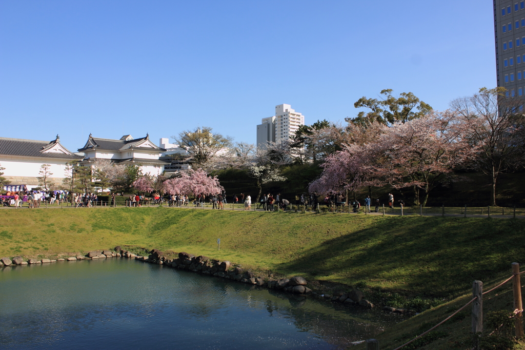 城跡と桜