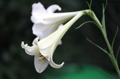 百合