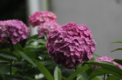 紫陽花
