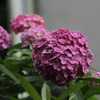 紫陽花
