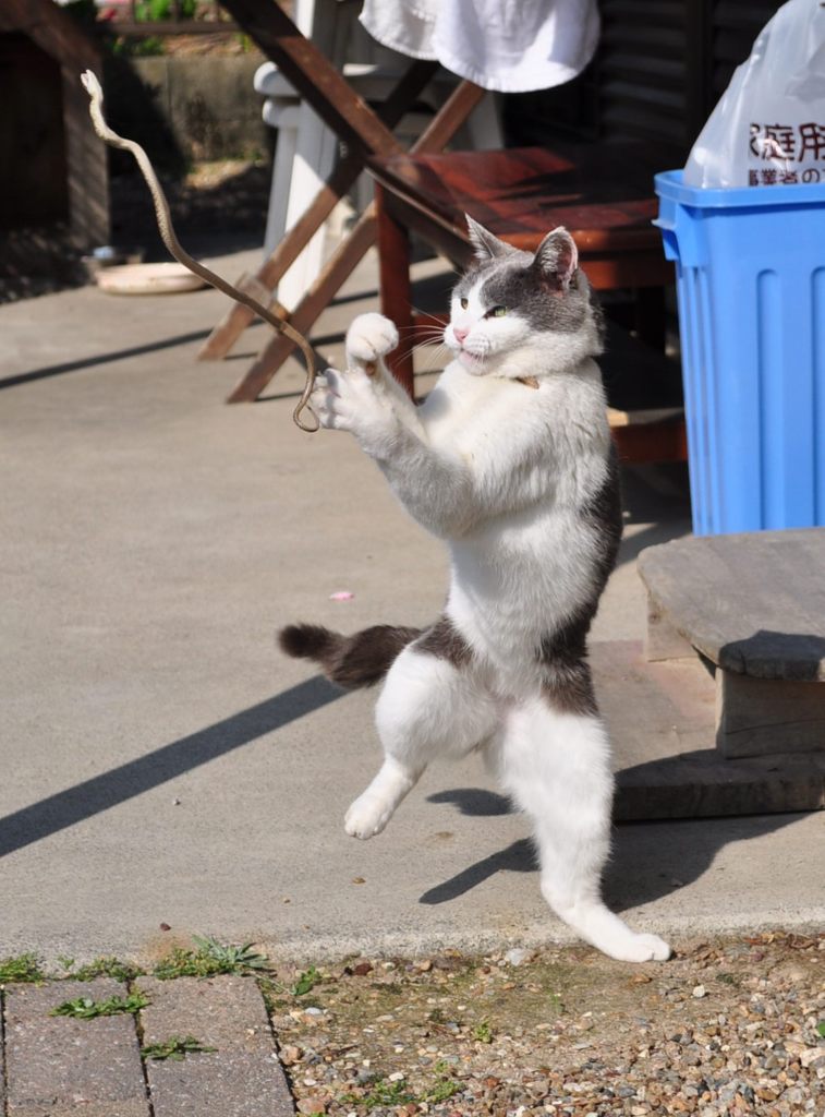 ハンマー投げ？