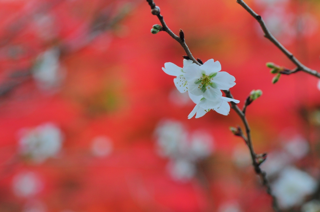 四季桜
