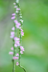 ねじ花