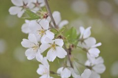 夢殿の桜