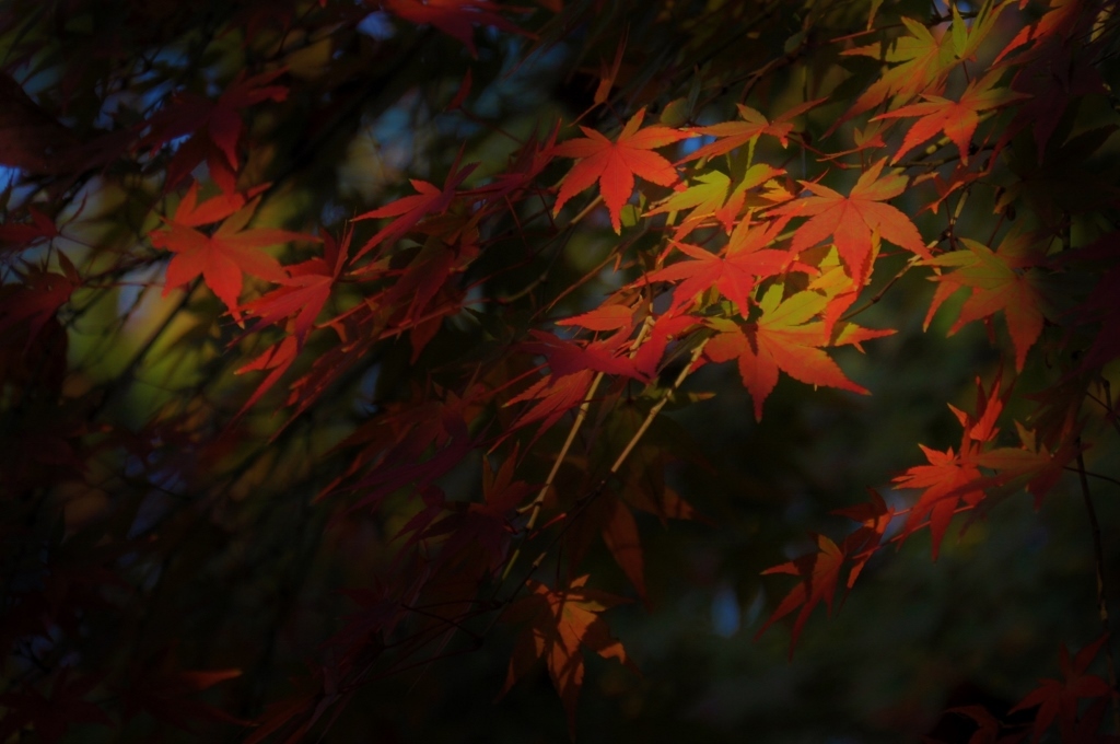 永宝寺の紅葉